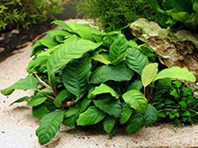 Розеточные растения