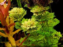 Стебельковые растения