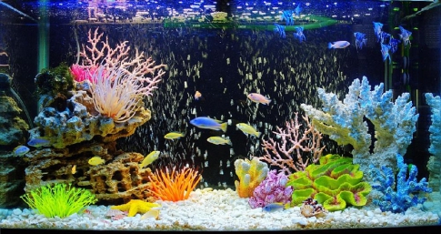 Морской аквариум