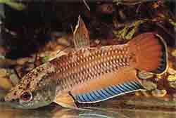 Фото Betta-picta