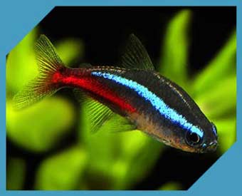 Харациновые