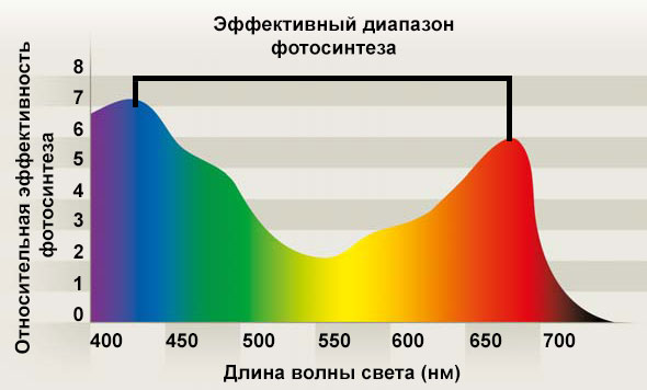 Фото спектра цветов