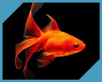 Золотые рыбы