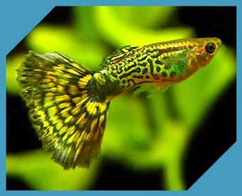 Живородящие