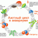 Азотный цикл в аквариуме
